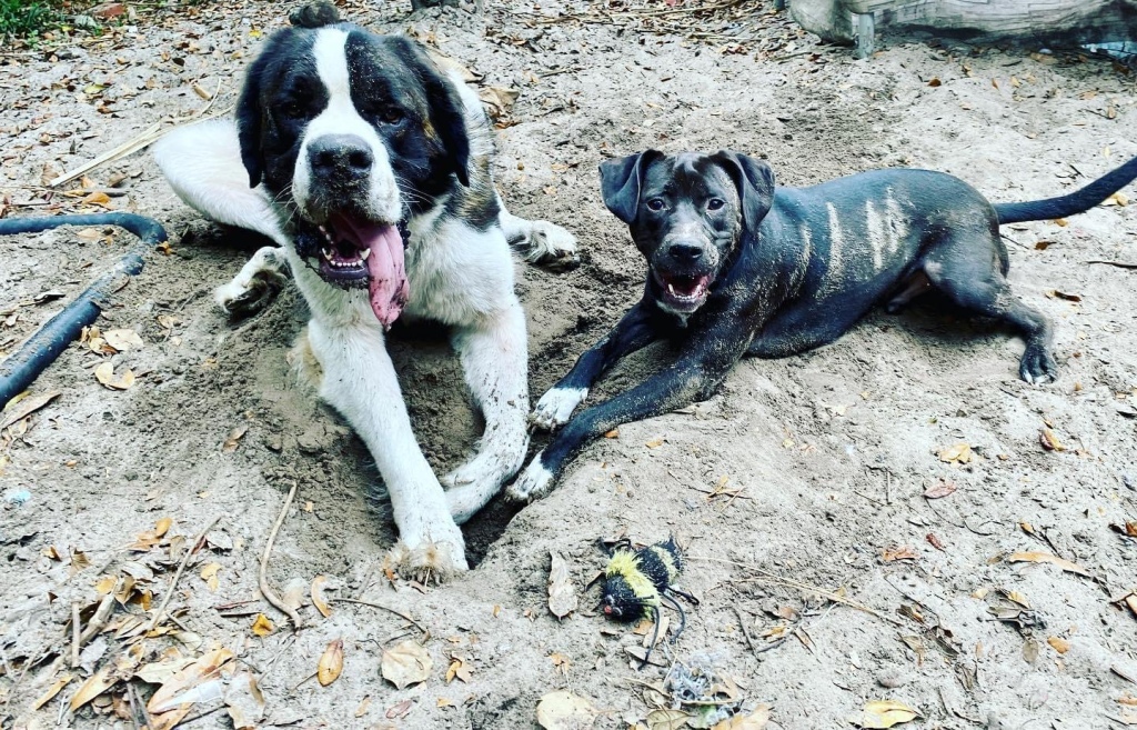 Two dogs playing in the dirt