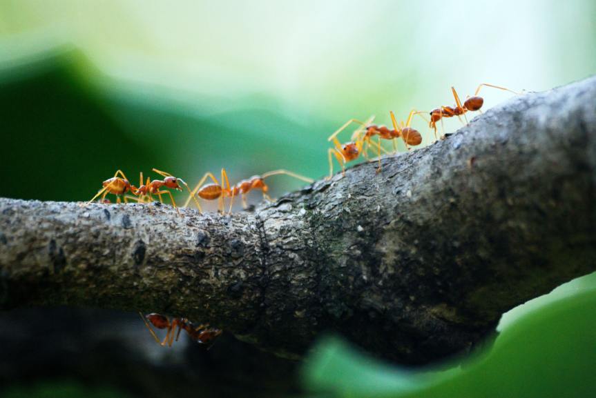Ant Eaters by Lola Lariscy